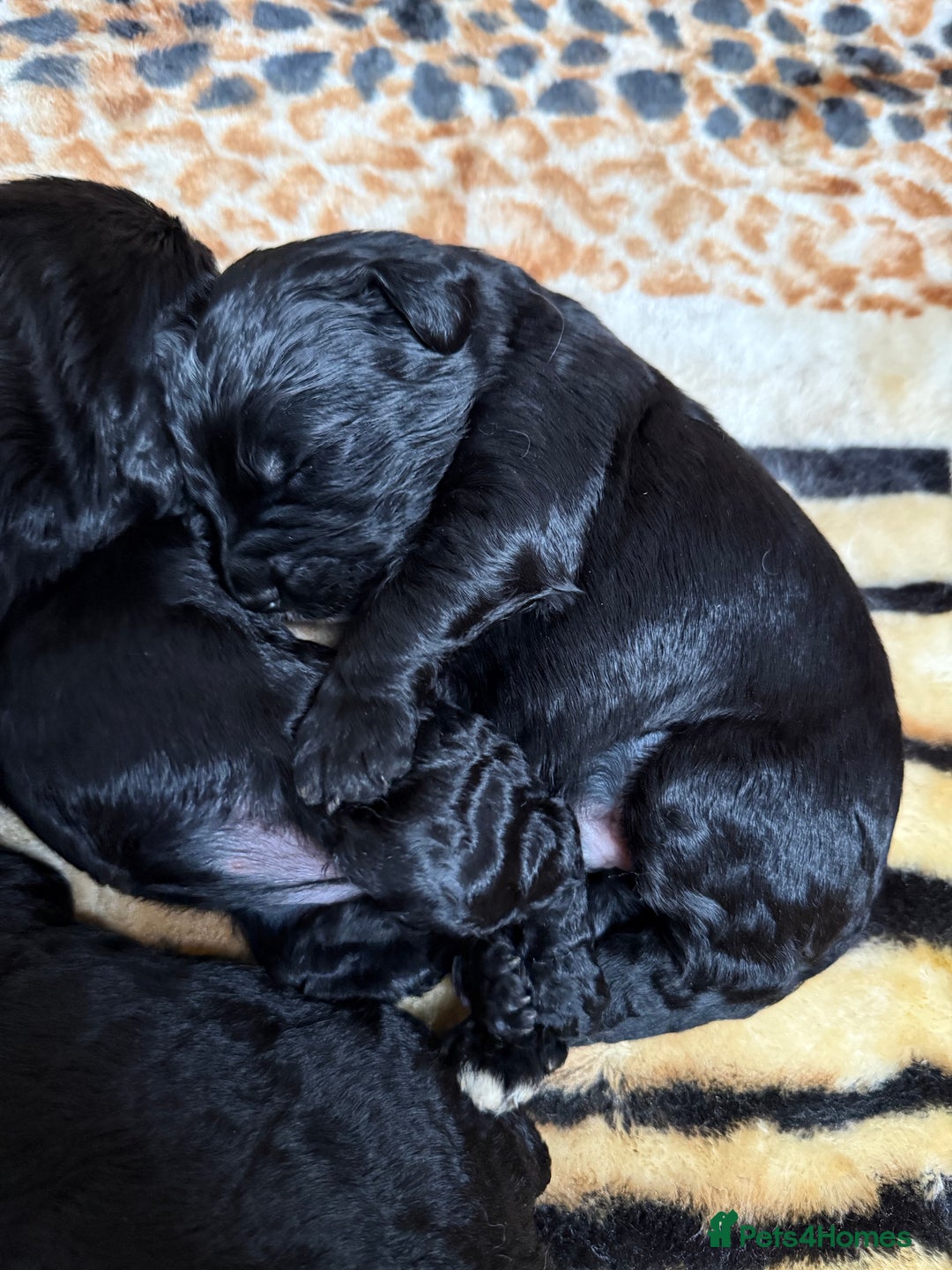 Bernedoodle dogs for sale: Bernedoodle puppies  - Image 14