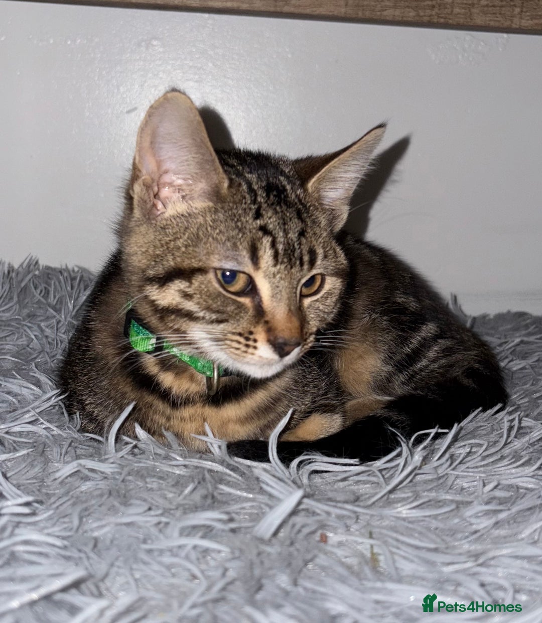 Mixed Breed cats for sale: 2 beautiful grils ginger & tabby  - Advert 3