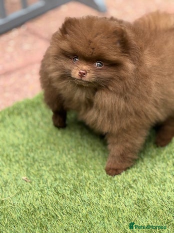 Pomeranian dogs - Advert 14