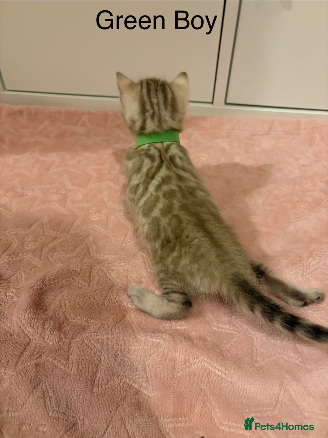 Bengal cats for sale: Pure Bengal Kittens Available  - Image 2