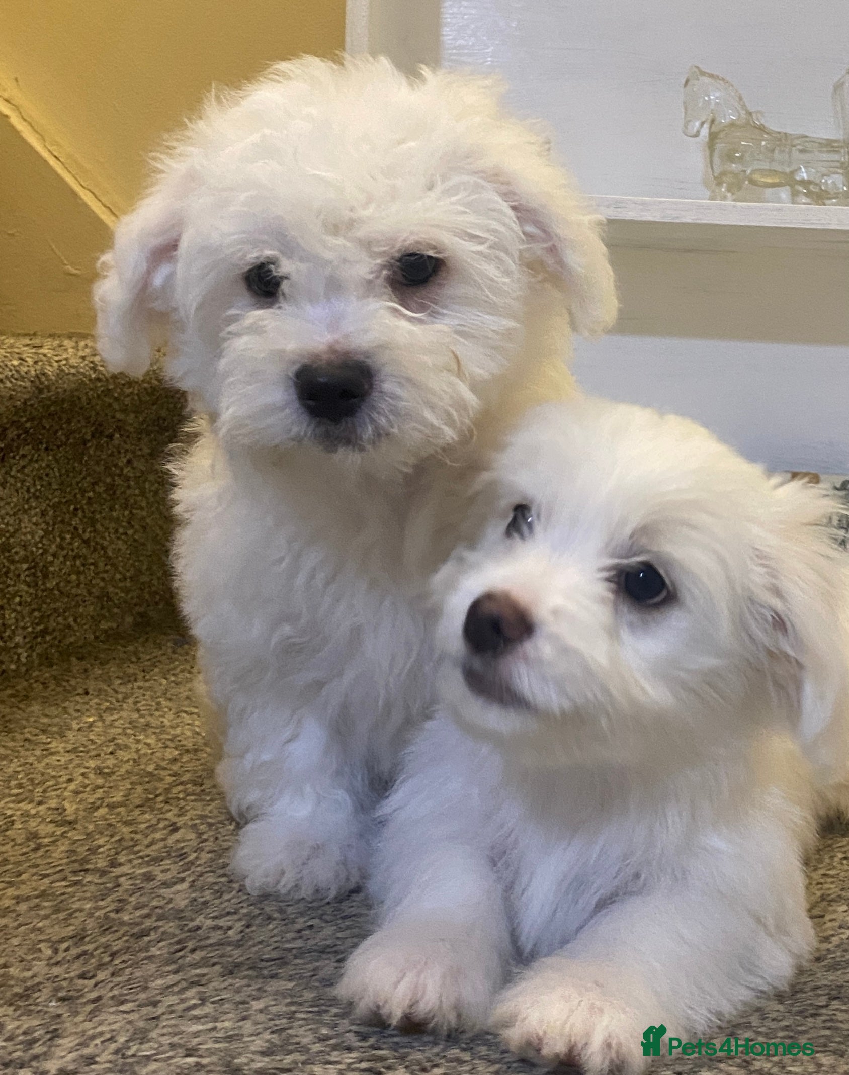 Maltese dogs Purebred Maltese Puppies Ready Now - Advert 2