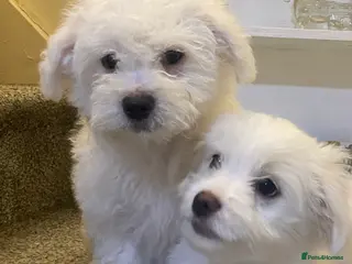 Maltese dogs Purebred Maltese Puppies Ready Now - Advert 2