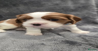 Cavalier King Charles Spaniel dogs - Advert 3