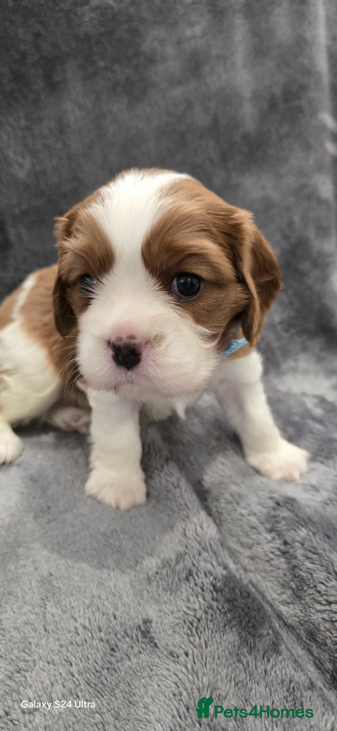 Cavalier King Charles Spaniel dogs for sale: 🐶 KC Cavalier King Charles Spaniel Puppies 🐶 - Image 2