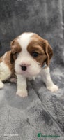 Cavalier King Charles Spaniel dogs - Advert 10