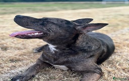 Staffordshire Bull Terrier dogs for stud: 💙 Handsome Tri-Breed Stud Available! - Advert 1