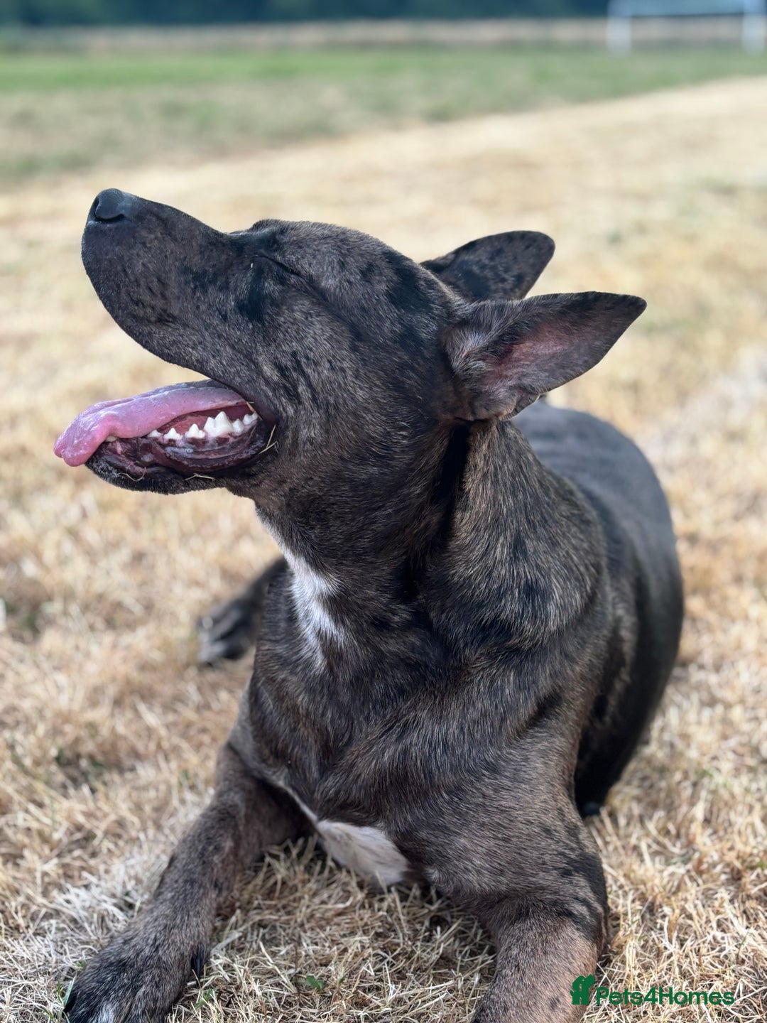 Staffordshire Bull Terrier dogs for stud: 💙 Handsome Tri-Breed Stud Available! - Advert 1