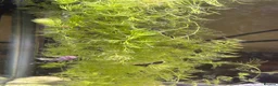Plecos fish for sale: Bristlenose plecos in Ruislip - Advert 2