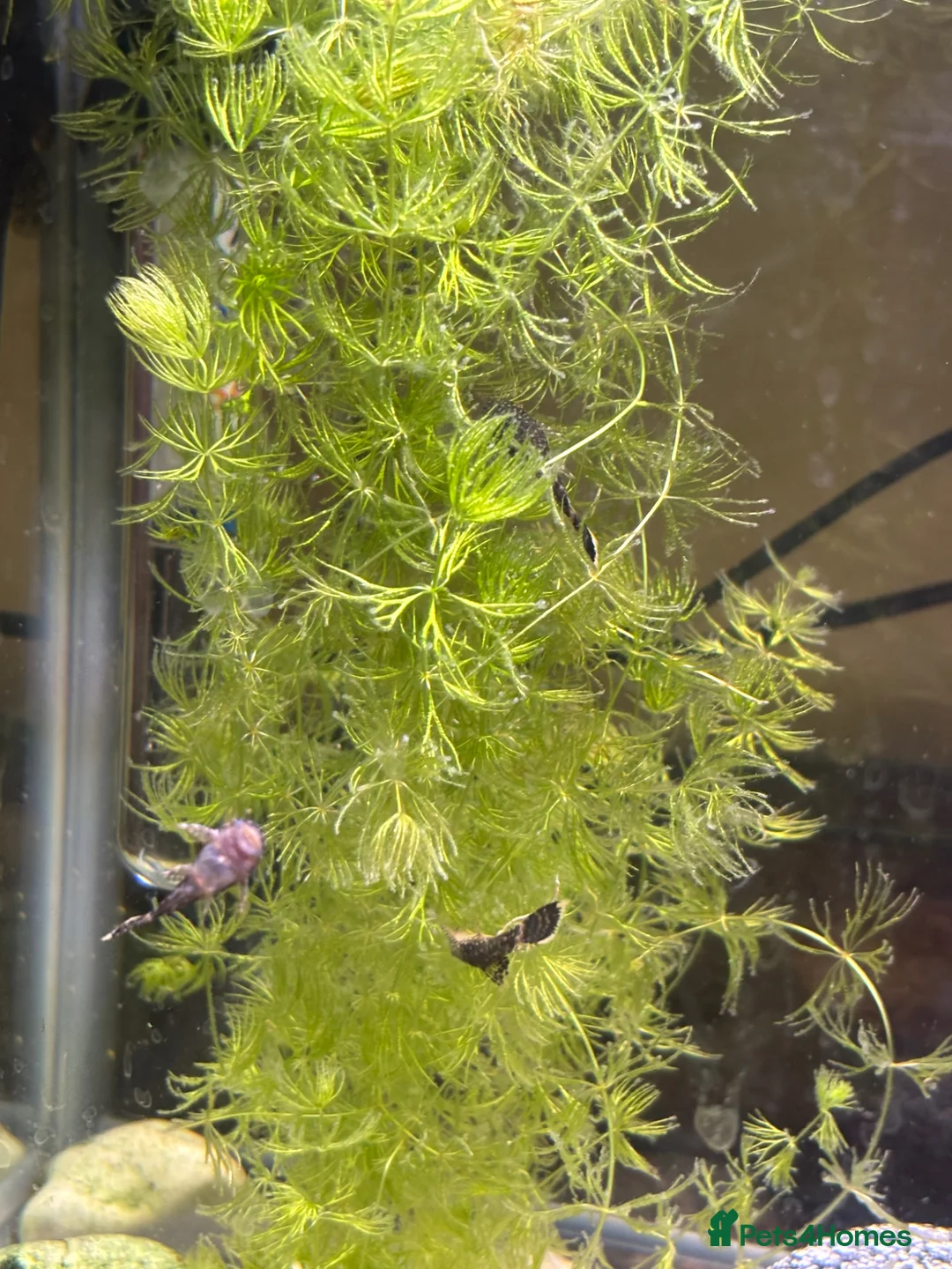 Plecos fish for sale: Bristlenose plecos in Ruislip - Advert 2