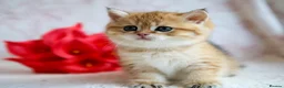 British Shorthair cats for sale: British shorthair available 🦁 - Advert 17