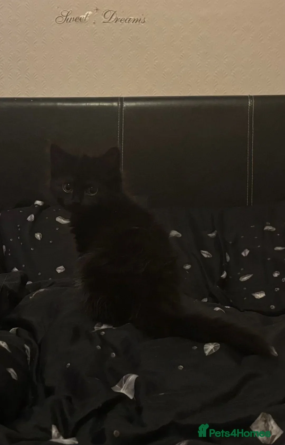 Mixed Breed cats for sale: £30 Three adorable kittens ready immediately  - Image 3