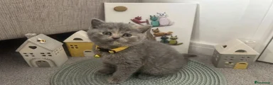 British Shorthair Kitten 4