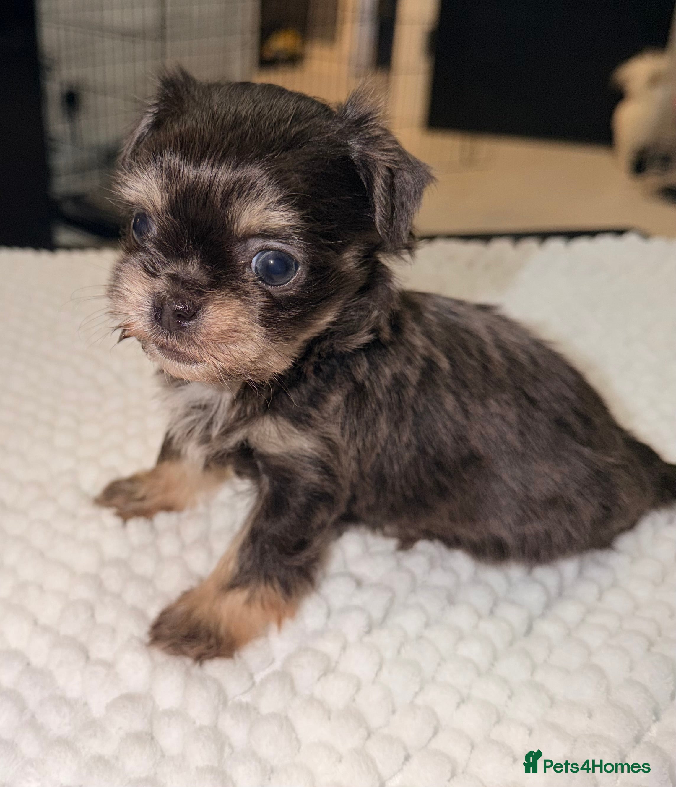 Mixed Breed dogs Adorable Tini malchi puppies  - Advert 6