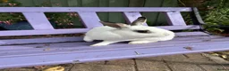 Mixed Breed rabbits for sale: Rabbits - Advert 2