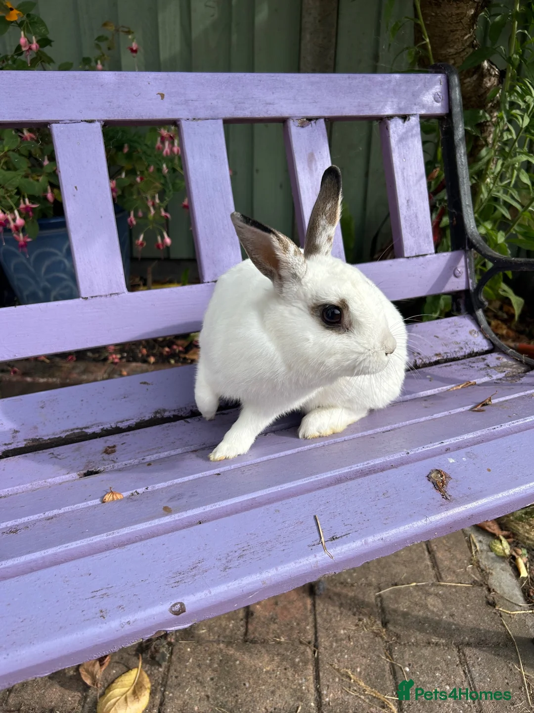 Mixed Breed rabbits for sale: Rabbits - Advert 2