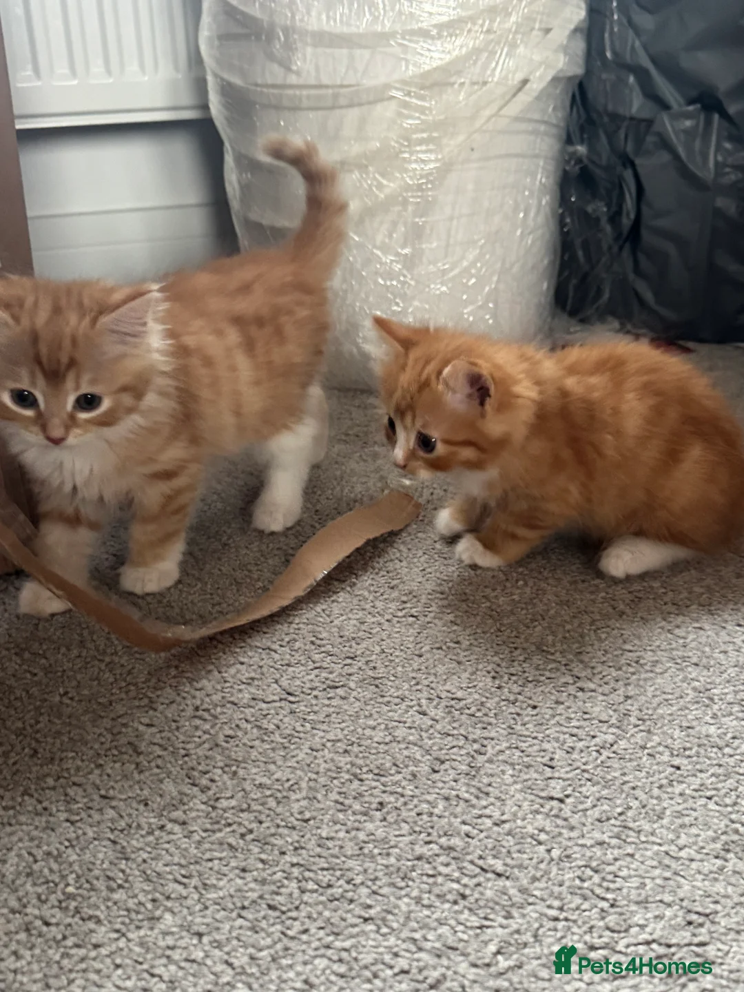Mixed Breed cats for sale: Adorable Fluffy Kittens - Advert 3