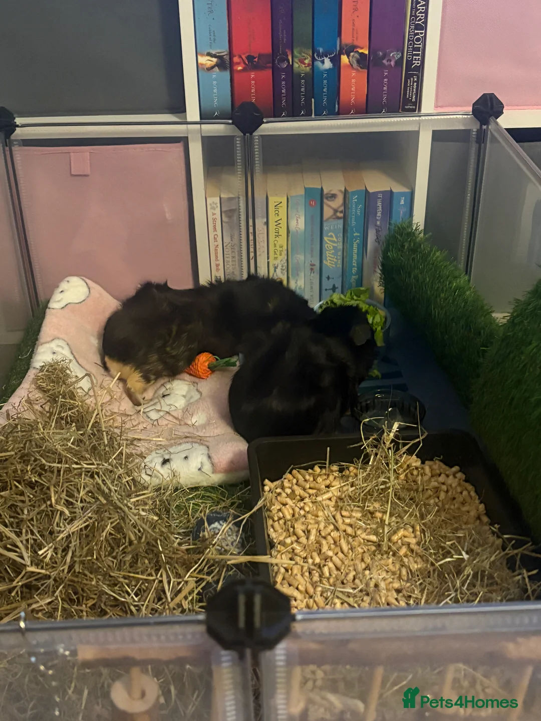Guinea Pig rodents for sale: 2 male guinea pigs in Dover - Advert 2