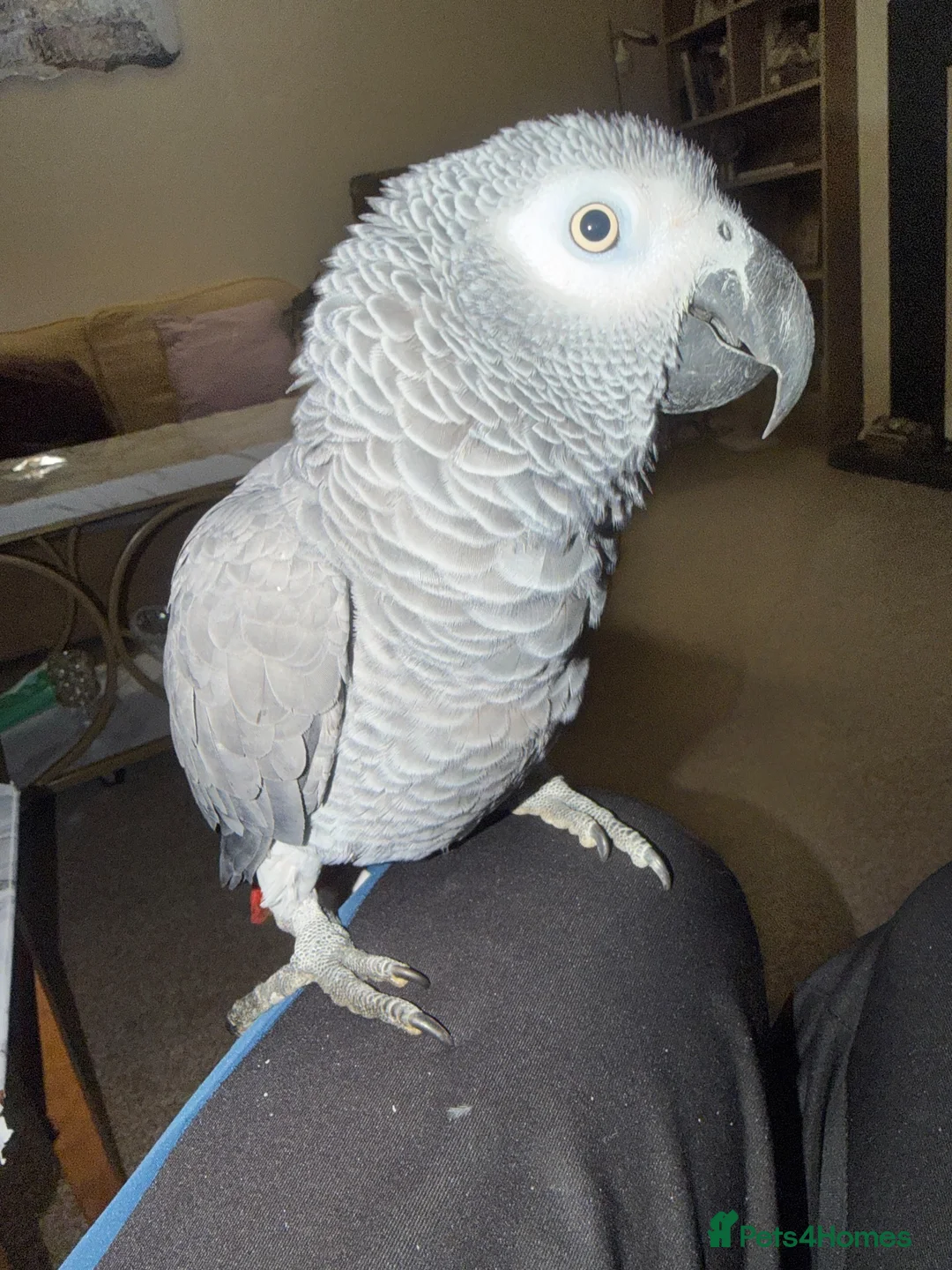 Parrots birds for sale: African Grey in Plymouth - Advert 6