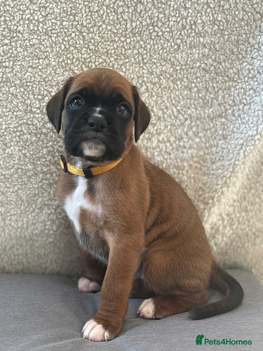 Boxer dogs for sale: ⭐️ Champion bloodline KC bobtail/tailed puppies ⭐️ - Image 4
