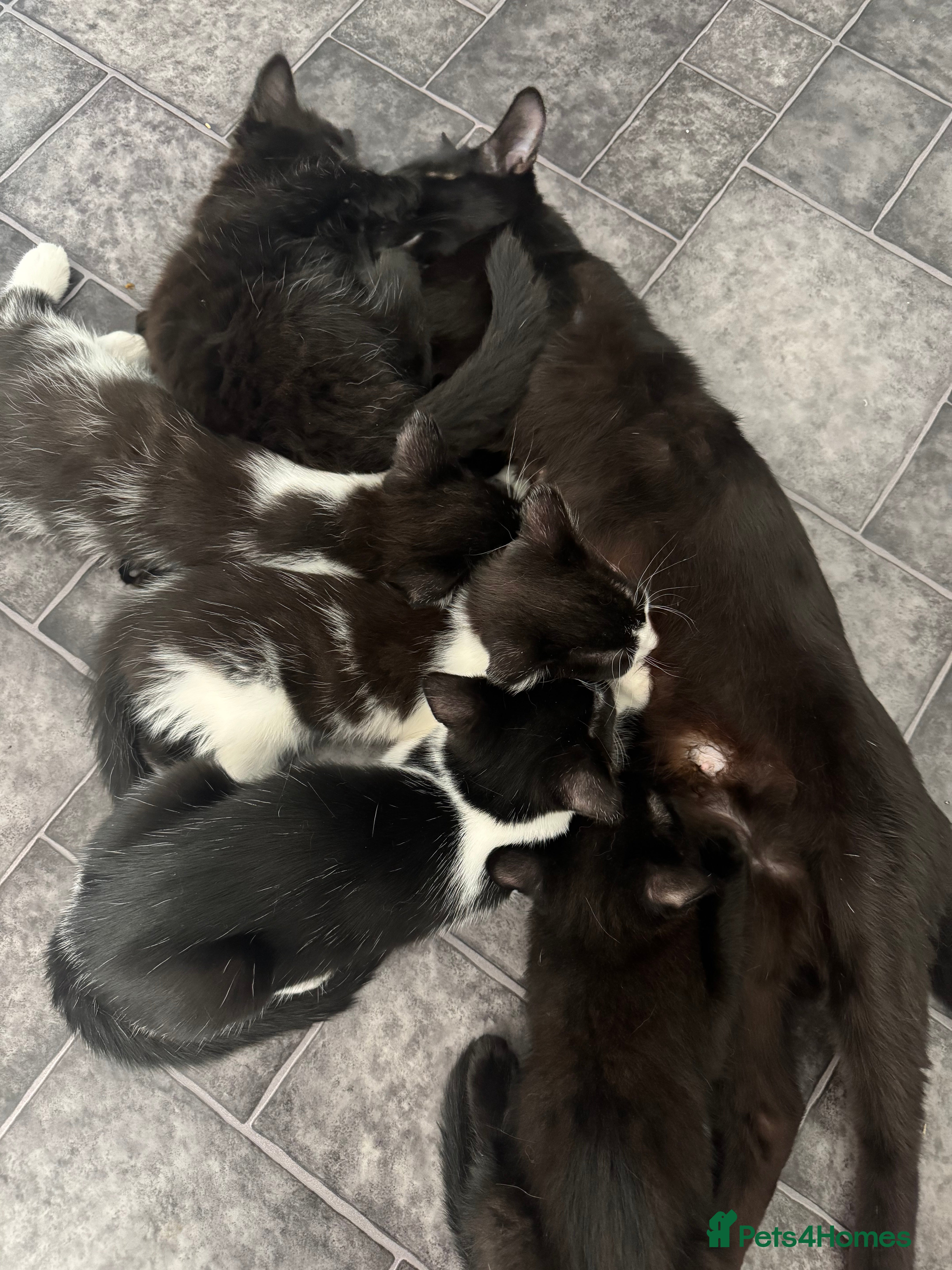 Mixed Breed cats Beautiful Black & White Mixed Breed Kittens   - Advert 2