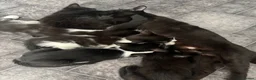 Mixed Breed cats for adoption: Beautiful Black & White Mixed Breed Kittens   in Lichfield - Advert 2