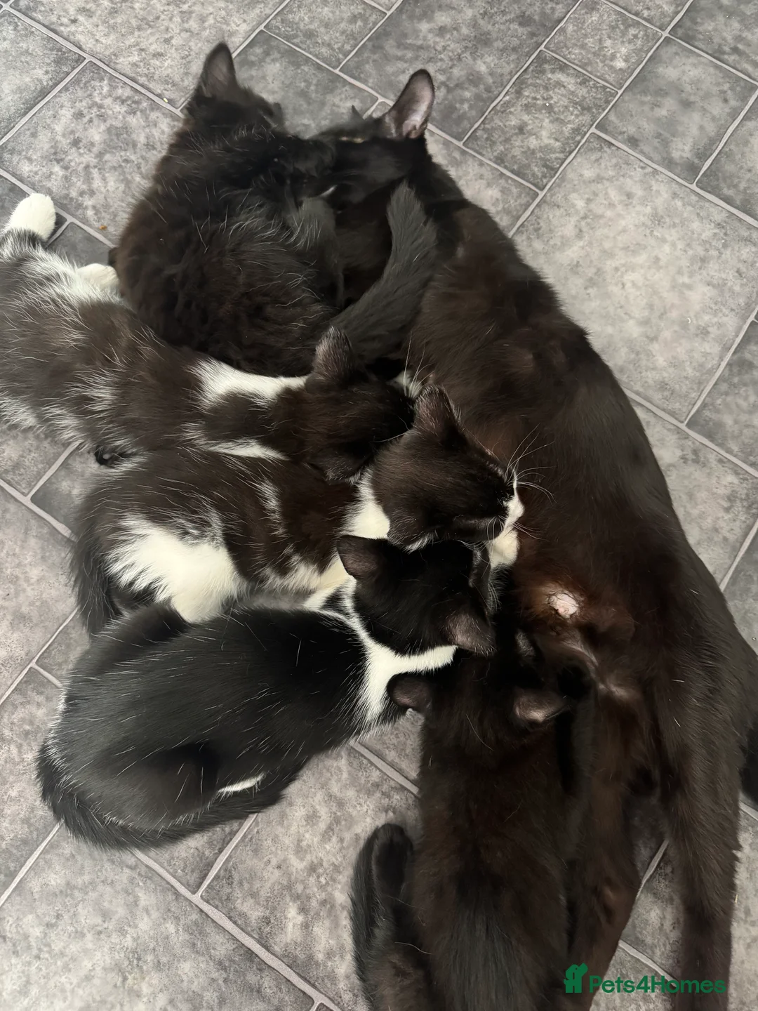 Mixed Breed cats for adoption: Beautiful Black & White Mixed Breed Kittens   in Lichfield - Advert 2