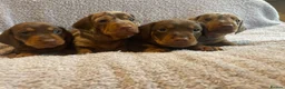 Dachshund dogs for sale: Beautiful litter of dachshund puppies  in Chichester - Advert 2