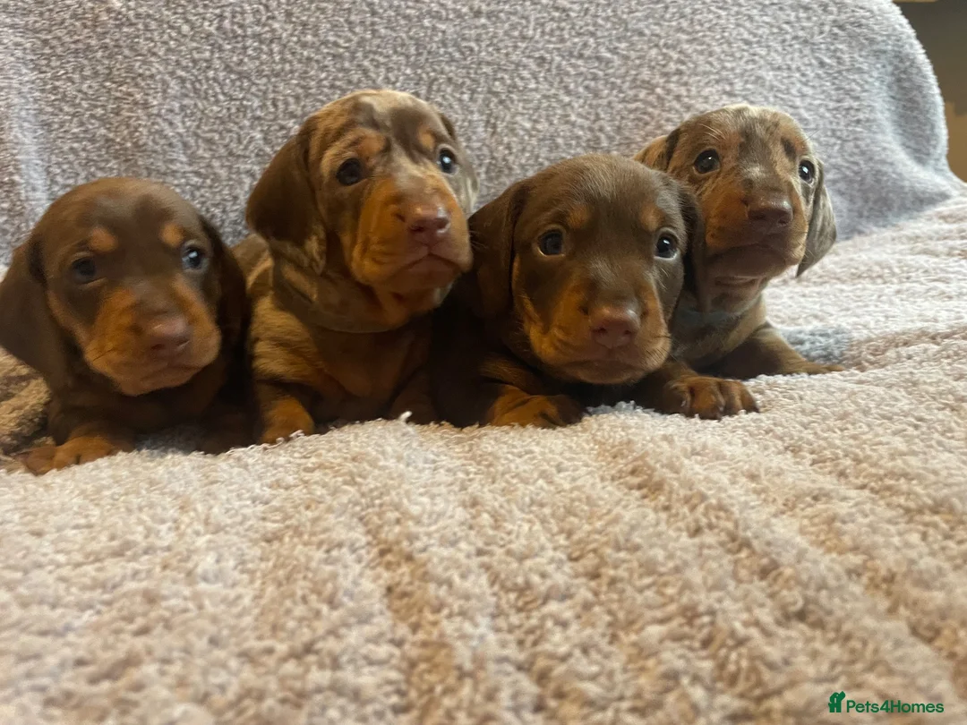 Dachshund dogs for sale: Beautiful litter of dachshund puppies  in Chichester - Advert 2