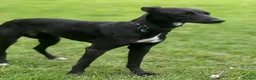Mixed Breed dogs for sale: Looking to rehome  in Rye - Advert 5