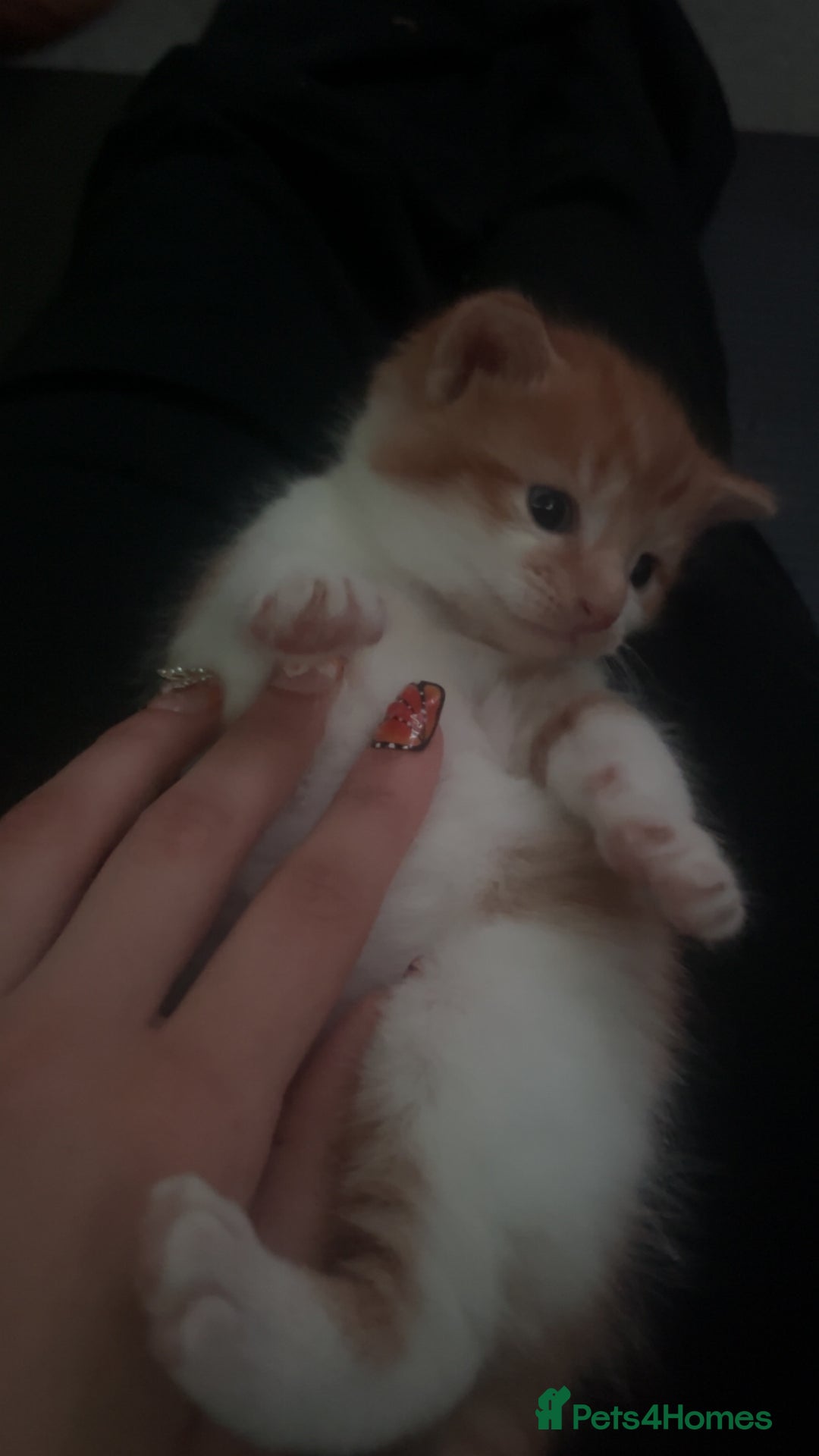 Mixed Breed cats for sale: Orange kitties 💕🍊 - Advert 17