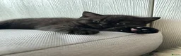 British Shorthair cats for sale: Chocolate BSH Kittens 🐾 - Advert 9