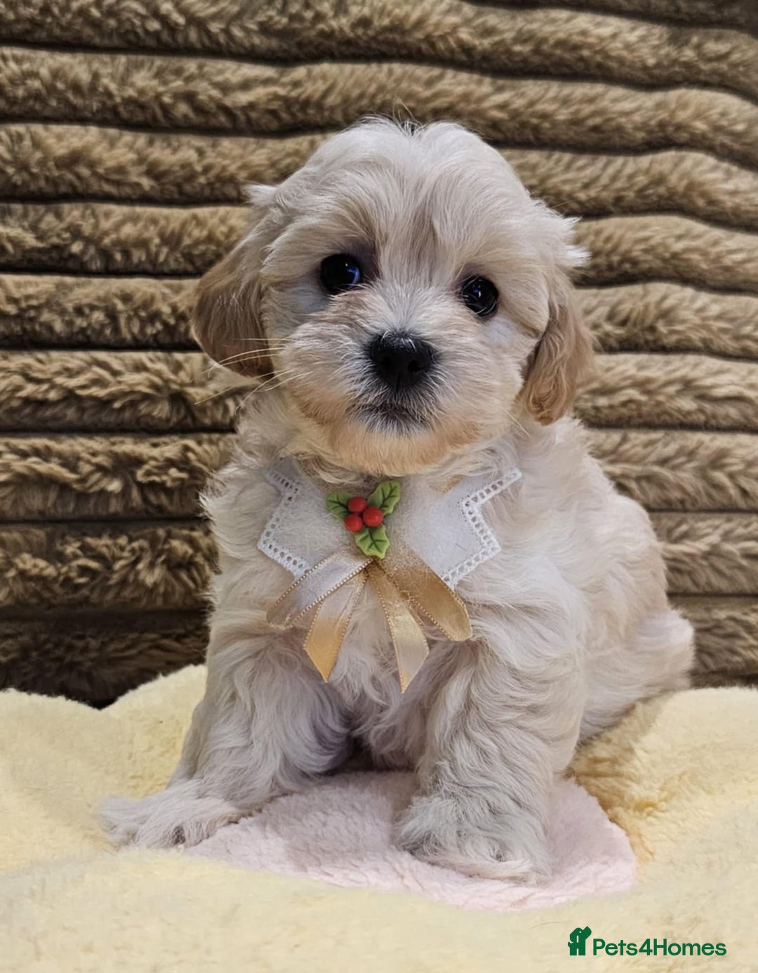 Maltipoo dogs for sale: F1 Beautiful Maltipoo Girls - Advert 3