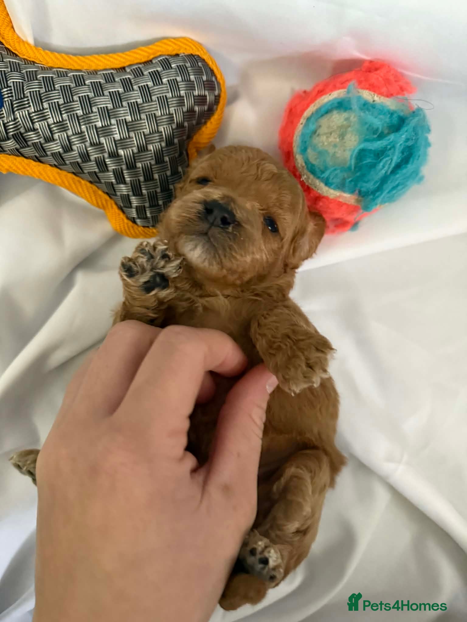 Cockapoo dogs Exceptional miniature cockapoo puppies 😍 - Advert 1