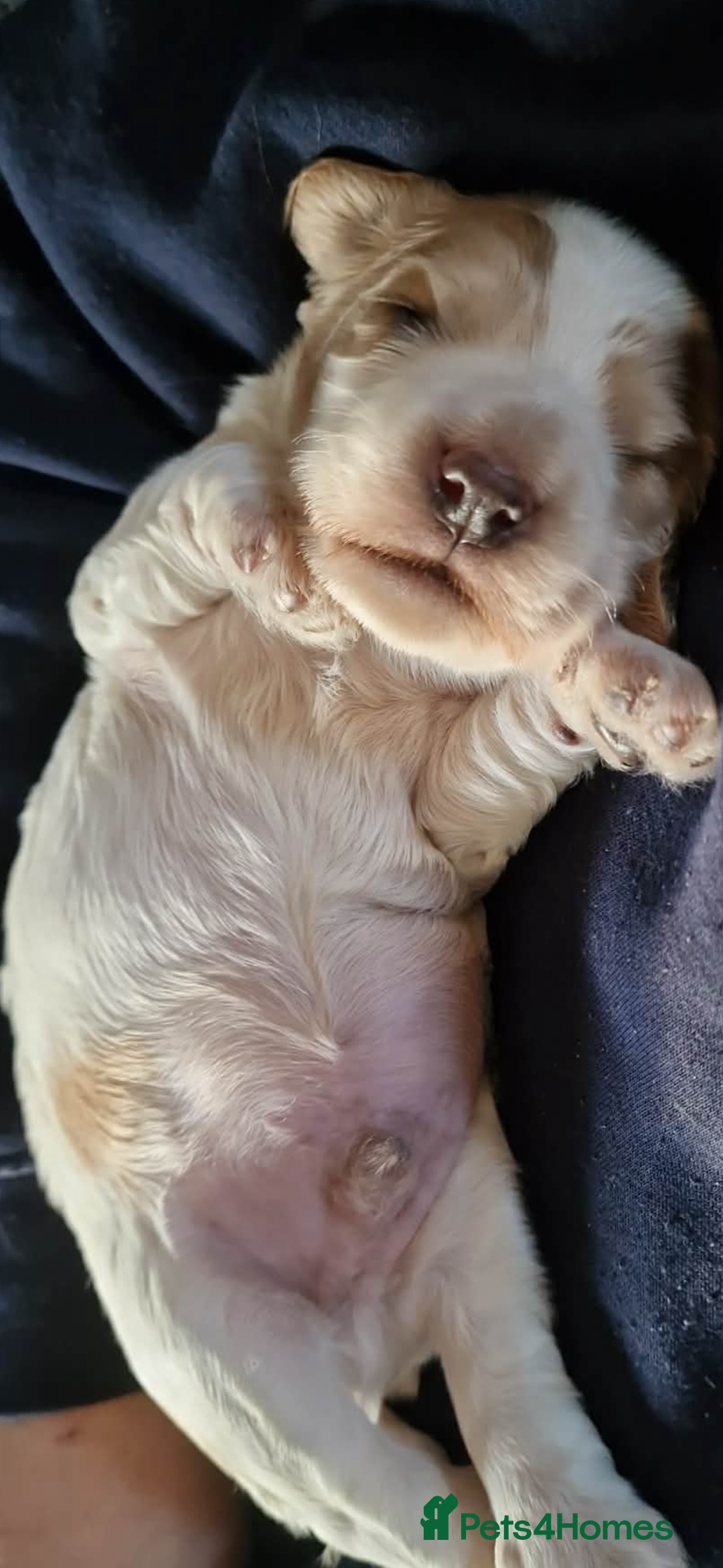 Cocker Spaniel dogs for sale: Lemon roan showtype cockerspaniel - Advert 12