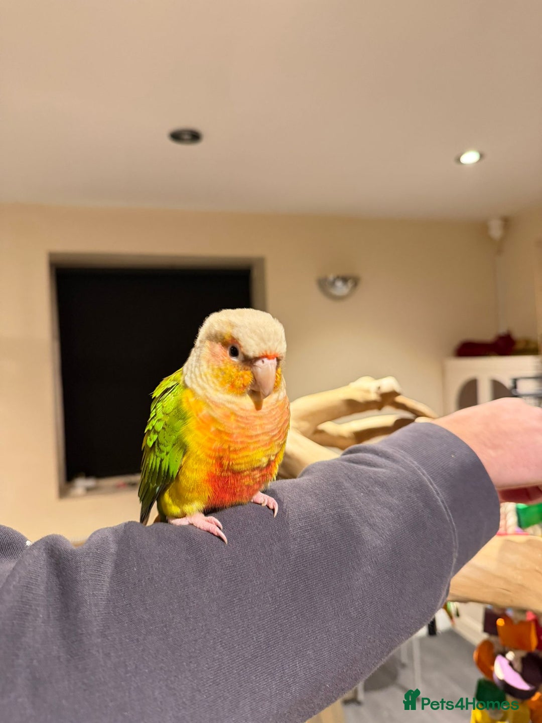 Budgerigars birds for sale: Beautiful Super conure  - Advert 1
