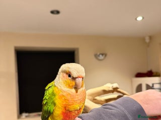 Budgerigars birds Beautiful Super conure - Advert 3