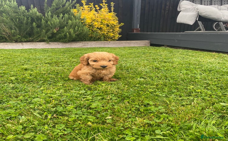 Cockapoo dogs - Advert 13