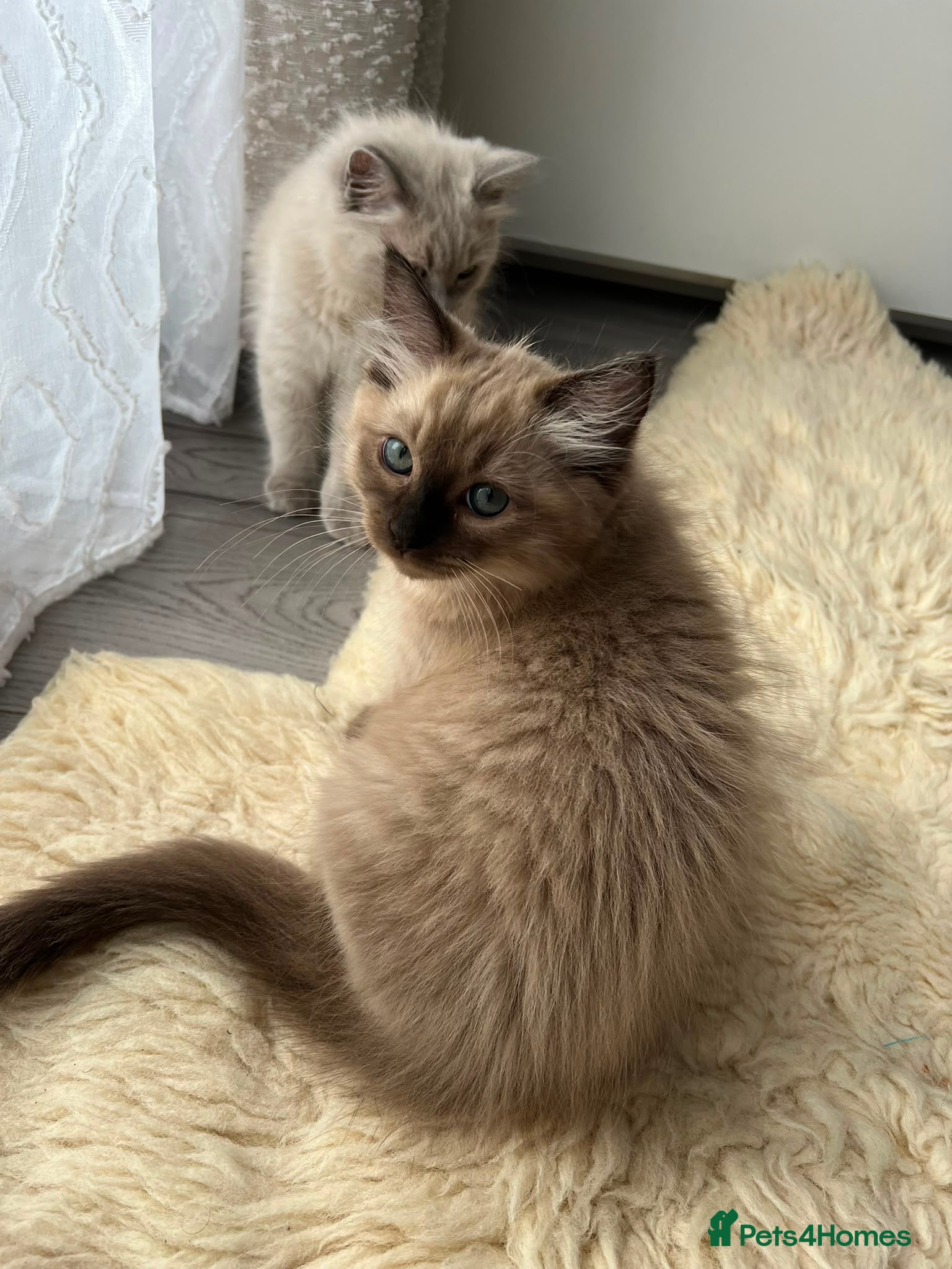 Ragdoll cats Rare Fully brown Sepia Ragdoll boy Ready - Advert 1