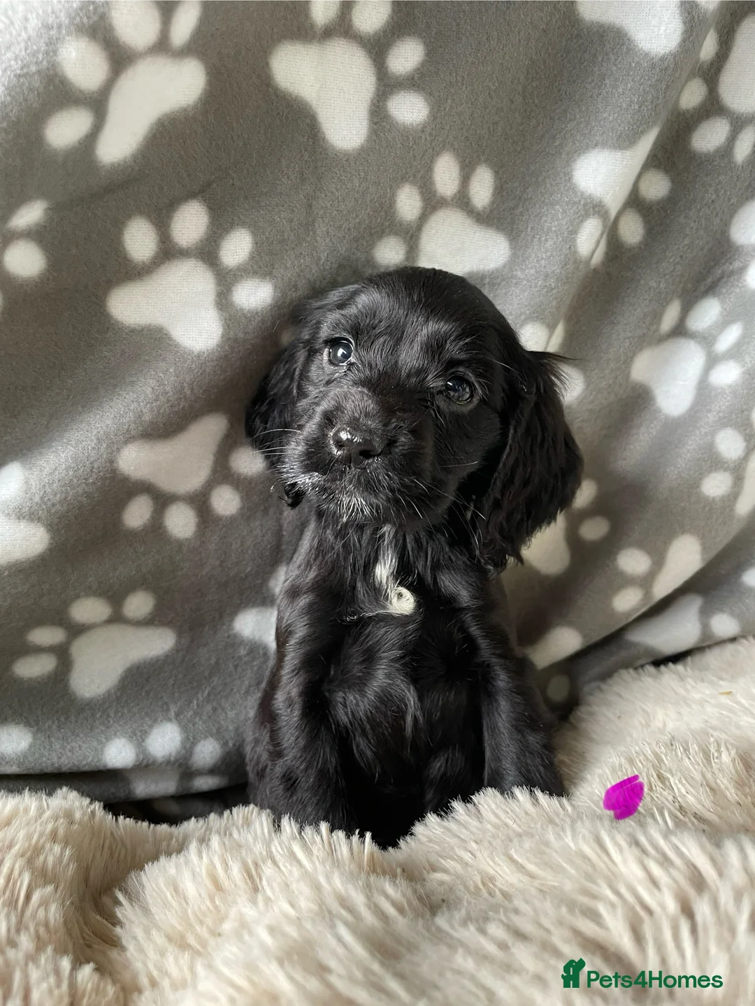 Cocker Spaniel dogs for sale: Working cocker spaniels  - Advert 24