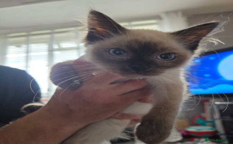 Ragdoll cats - Advert 10