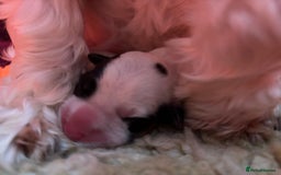 Sealyham Terrier dogs for sale: Stunning Sealyham Terriers  - Image 11