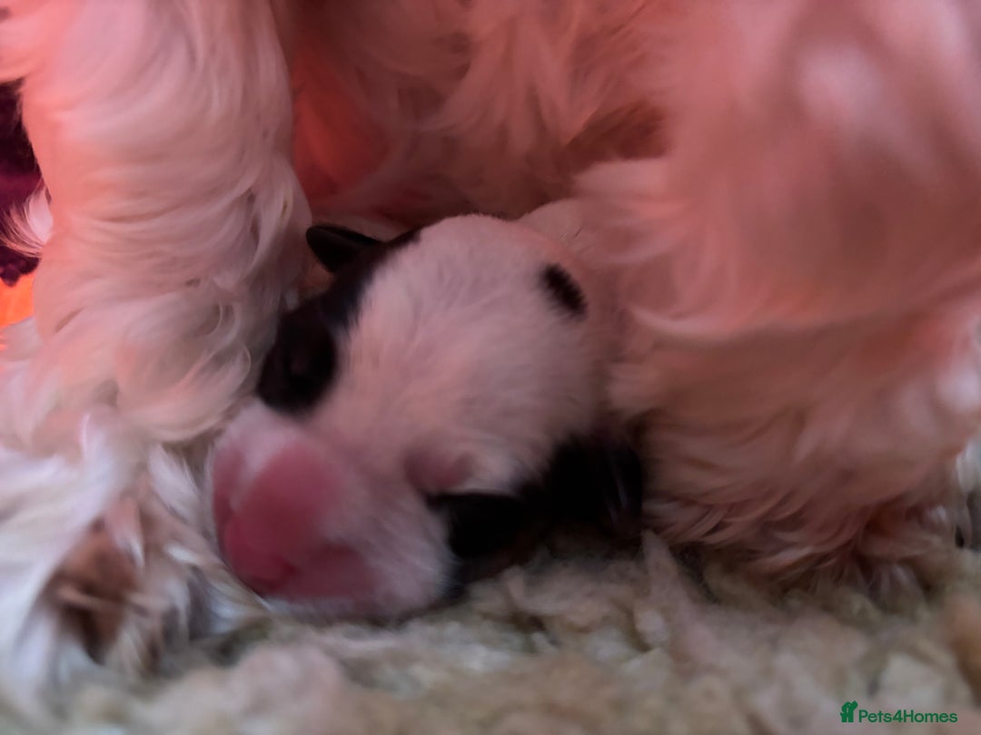 Sealyham Terrier dogs for sale: Stunning Sealyham Terriers  - Image 11