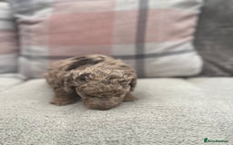 Cockapoo dogs for sale: f1b toy  stunning cockerpoos  - Image 11