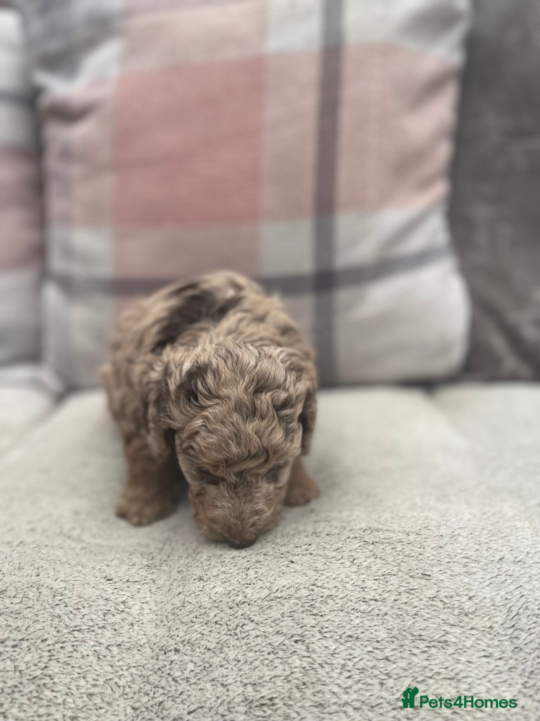 Cockapoo dogs for sale: f1b toy  stunning cockerpoos  - Image 11