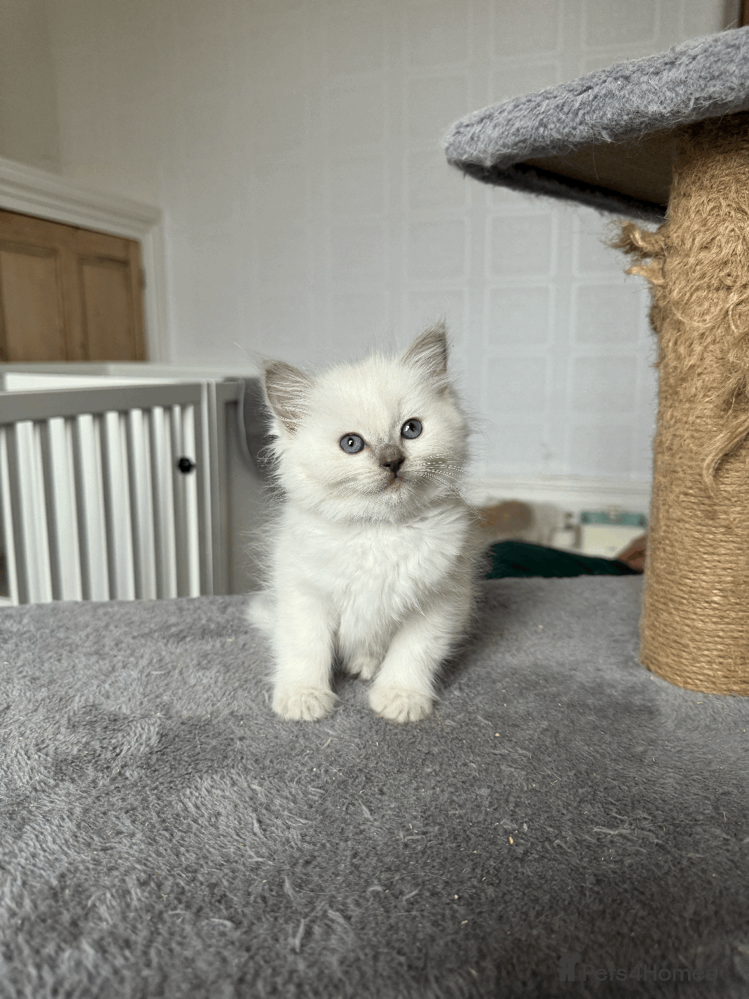 Ragdoll cats for sale: Pedigree Championship GCCF Ragdoll Kittens - Advert 10