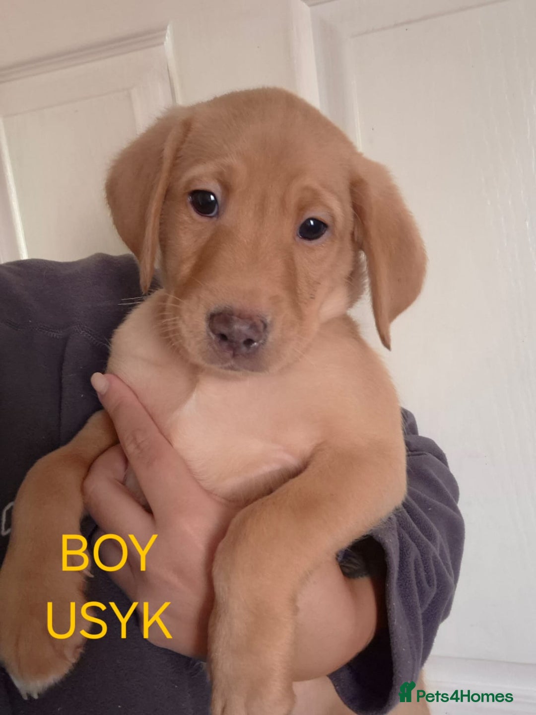Labrador Retriever dogs for sale: Fox red lab pups - Image 6