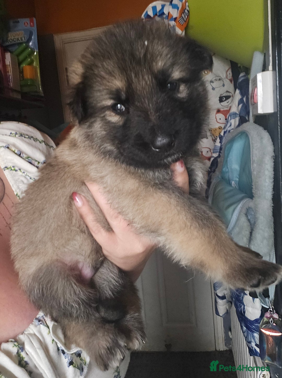 German Shepherd dogs for sale: 8 Beautiful fluffy German Shepherd pups  - Image 7