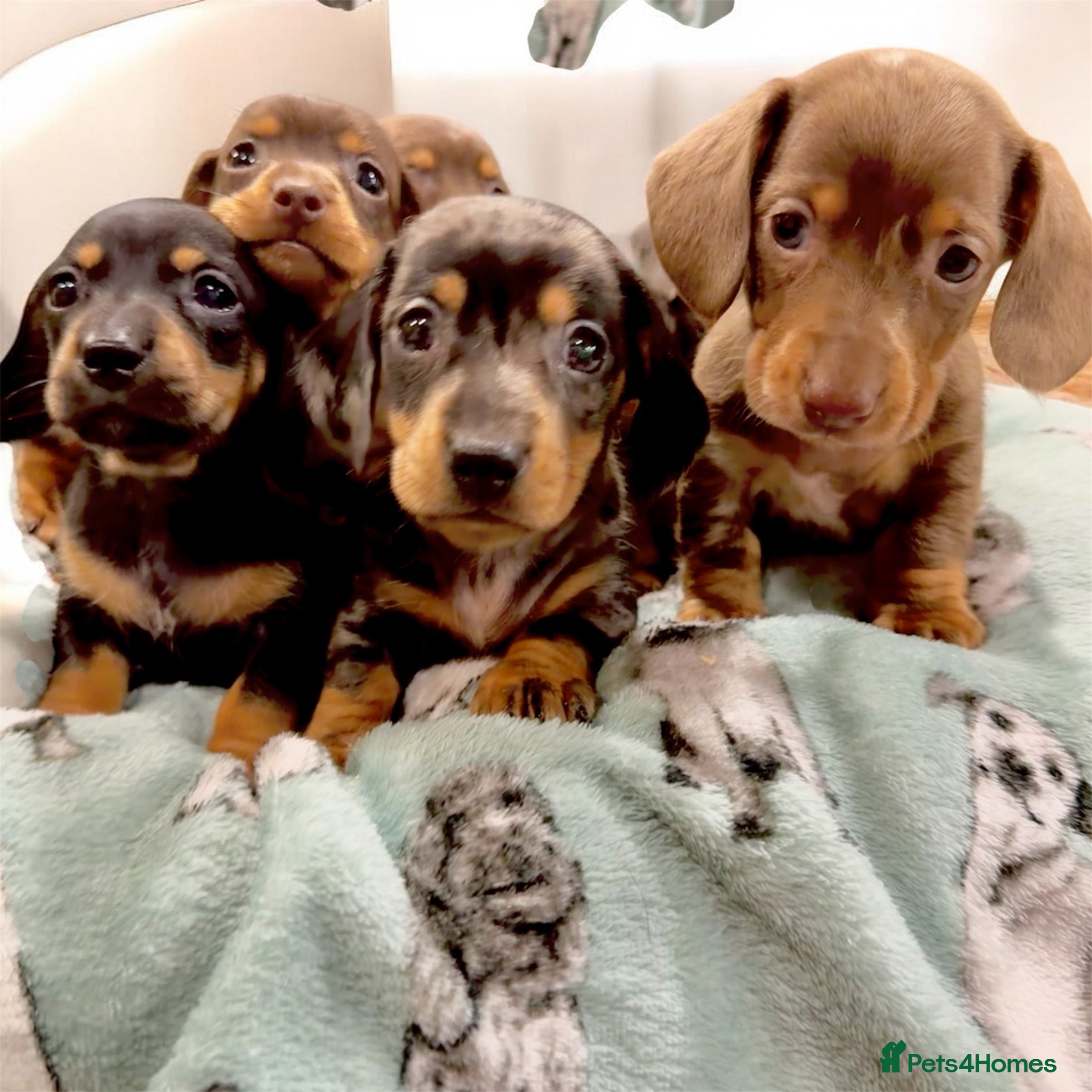 Miniature Dachshund dogs 🩷✨Available mini PRA clear pups !✨🩷 - Advert 8