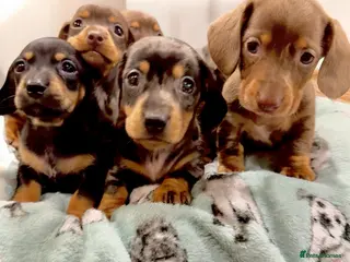 Miniature Dachshund dogs 🩷✨Available mini PRA clear pups !✨🩷 - Advert 8