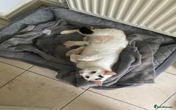 British Shorthair cats for sale: 3 beautiful British Shorthair Kittens  - Image 22
